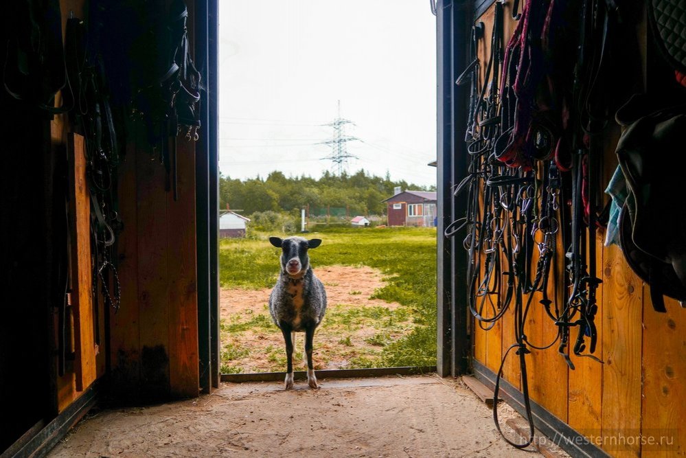 Фото сделано нами.  Фото сделано нами. DSC00291