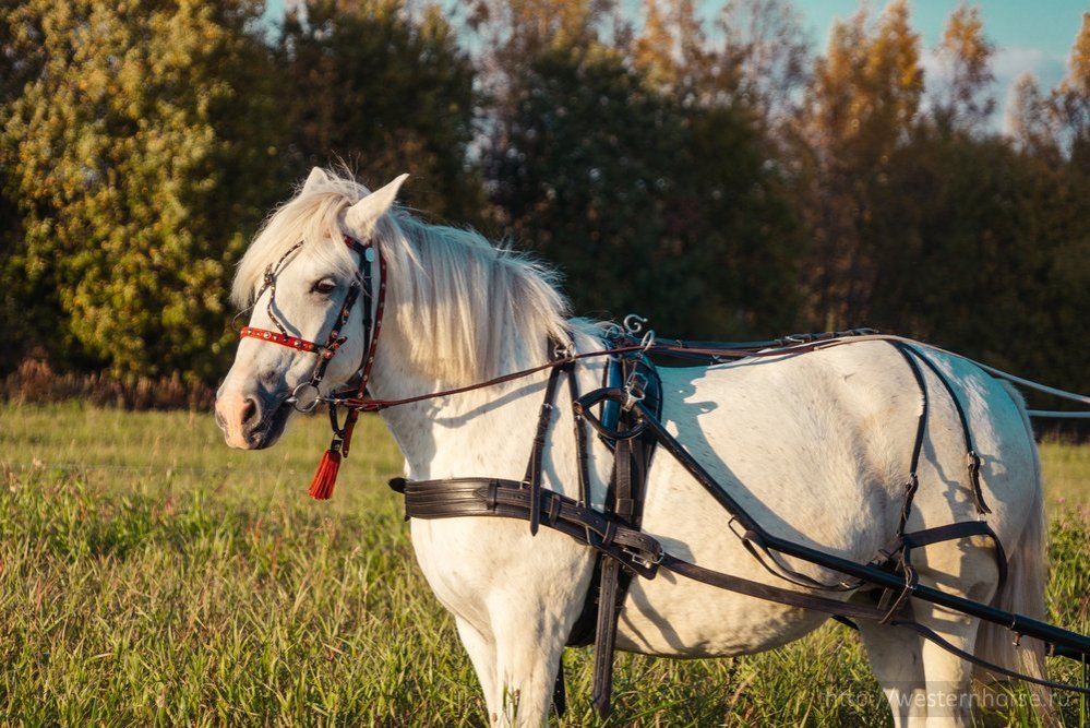 Фото сделано нами.  Фото сделано нами. DSC09093
